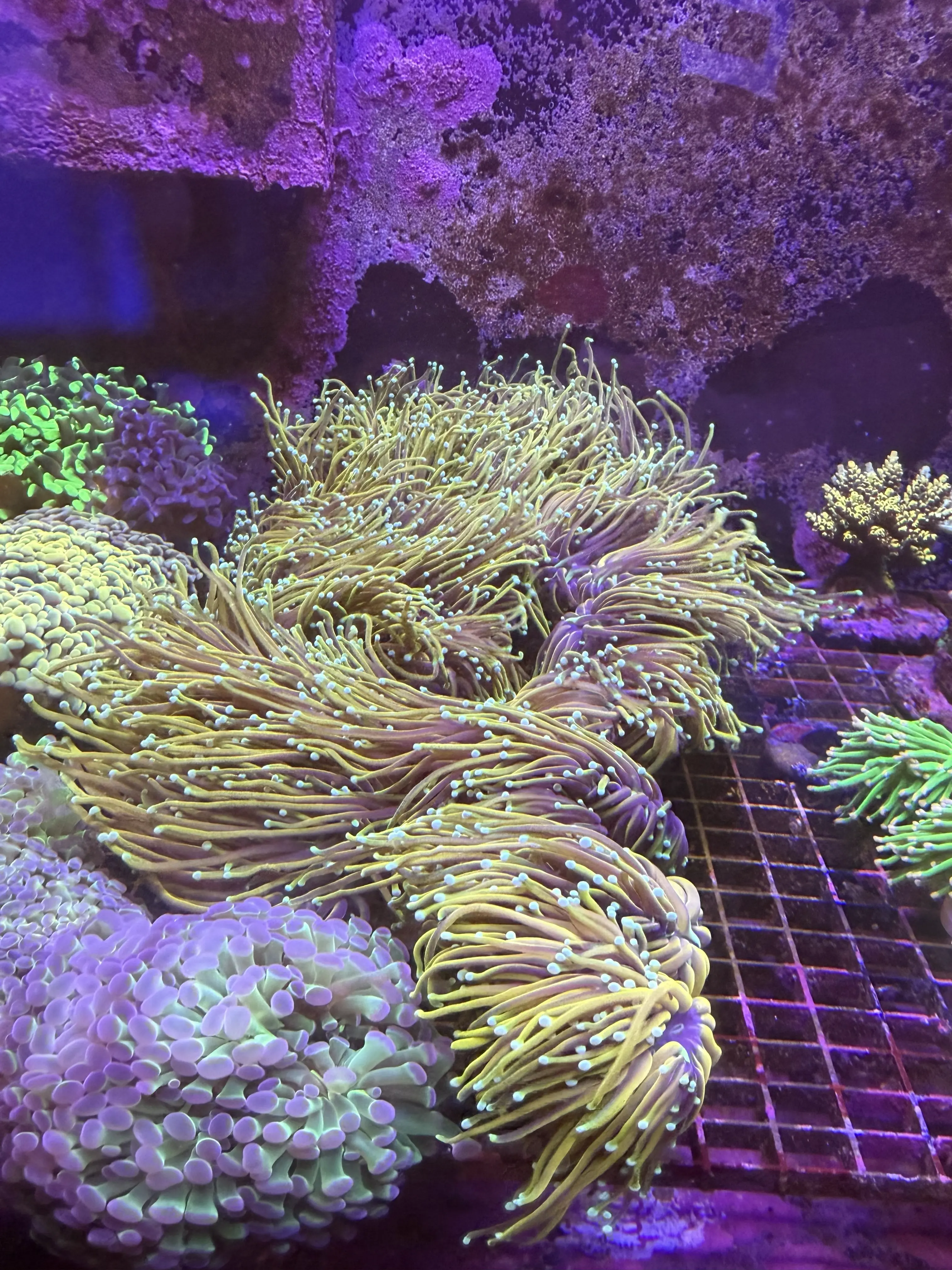 Healthy reef aquarium with thriving coral, maintained by Elite Aquatic Concepts