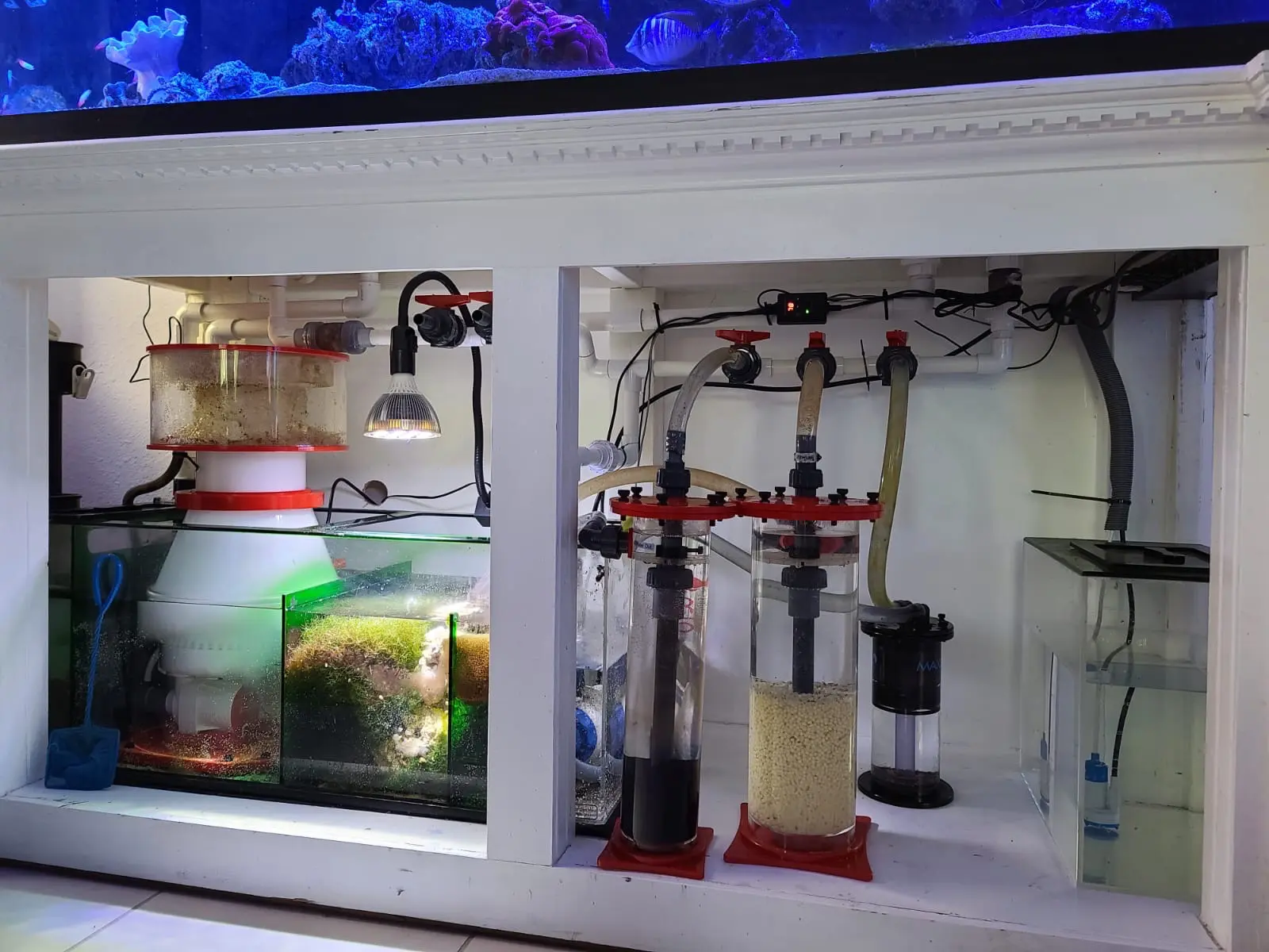 aquarium with corals showcasing custom plumbing and filtration design