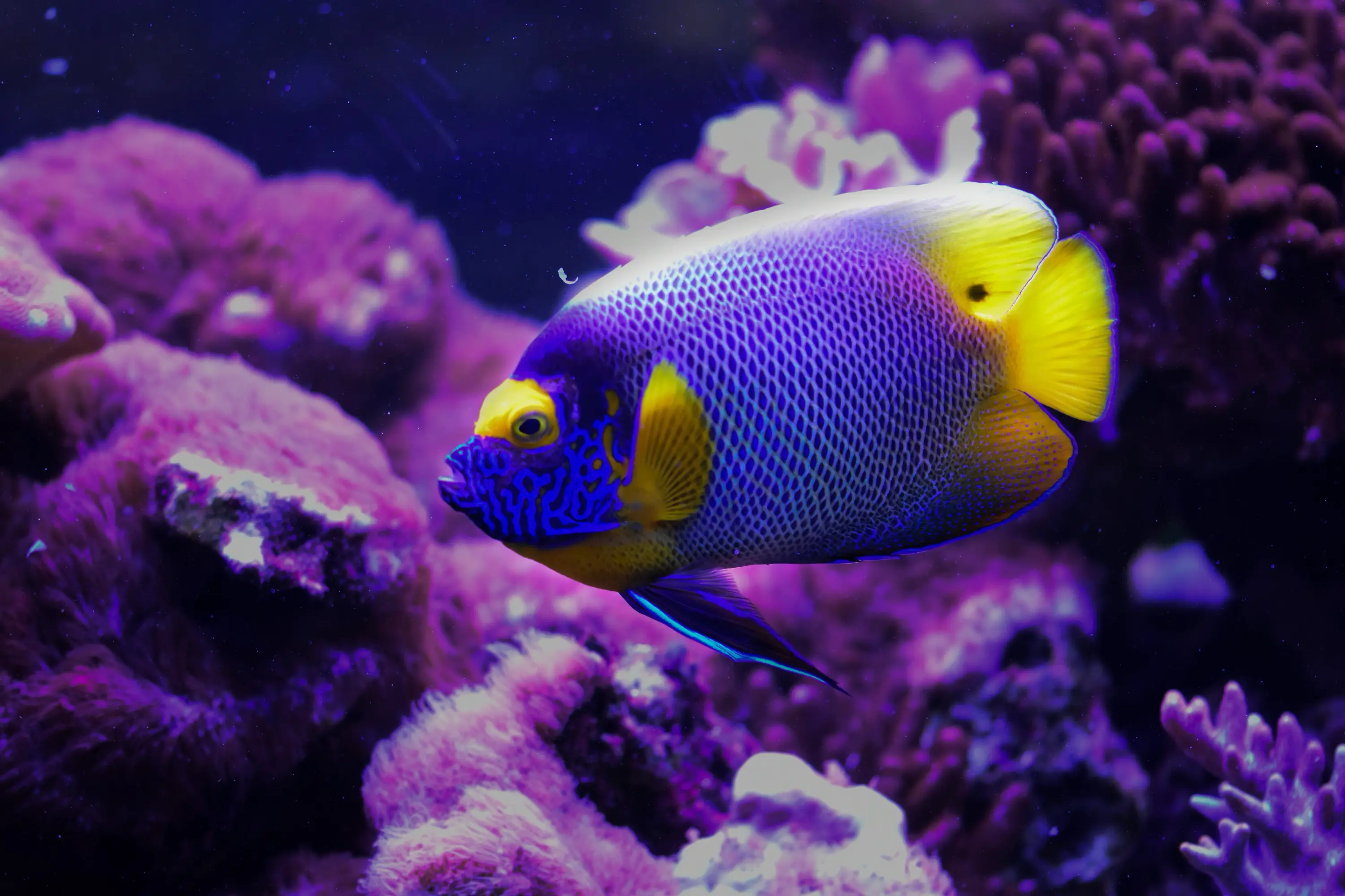 Iridescent marine fish swimming in a well-maintained saltwater aquarium
