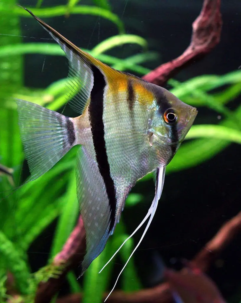 Tiger barbs swimming through rockwork in a freshwater aquarium