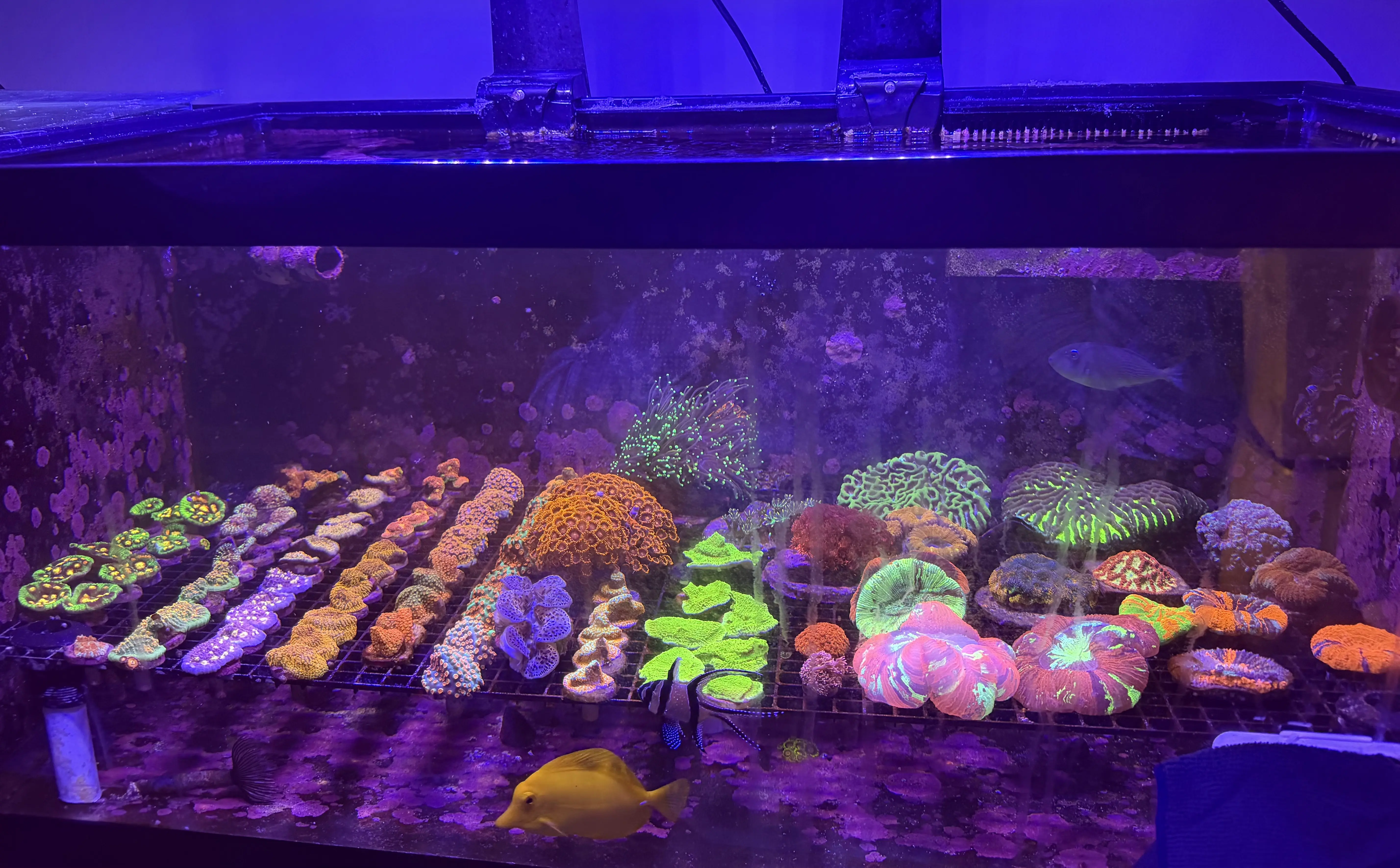 In-house coral aquaculture facility with rows of propagated coral used for maintenance clients